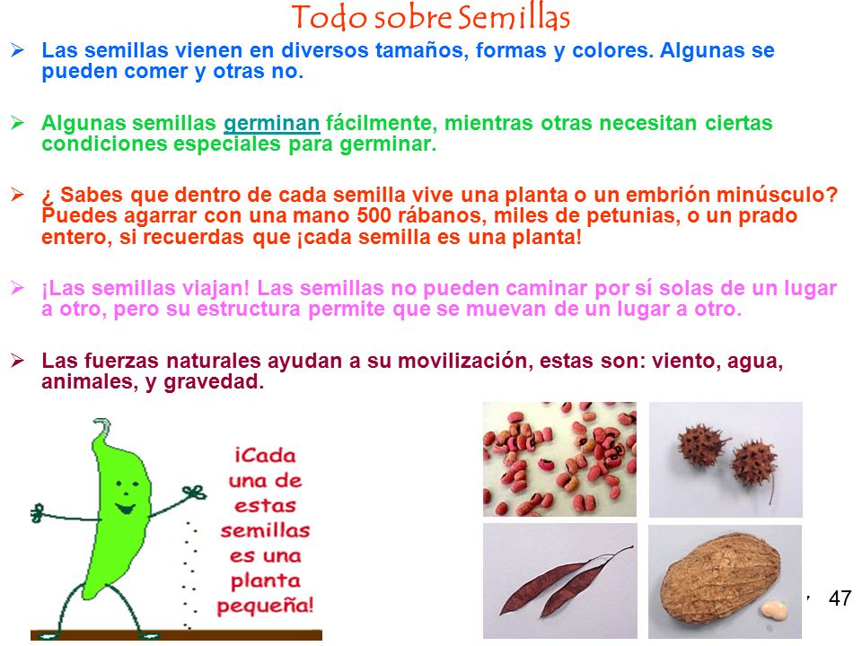 Todo sobre Semillas Las semillas vienen en diversos tamaños, formas y colores. Algunas se pueden comer y otras no.