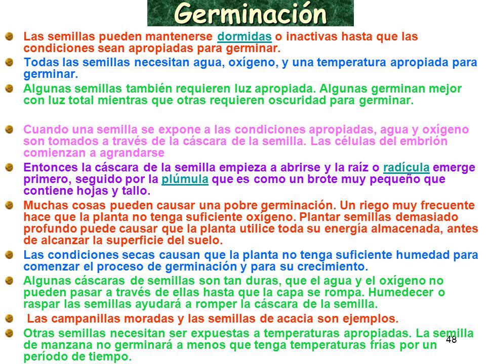 Germinación Las semillas pueden mantenerse dormidas o inactivas hasta que las condiciones sean apropiadas para germinar.