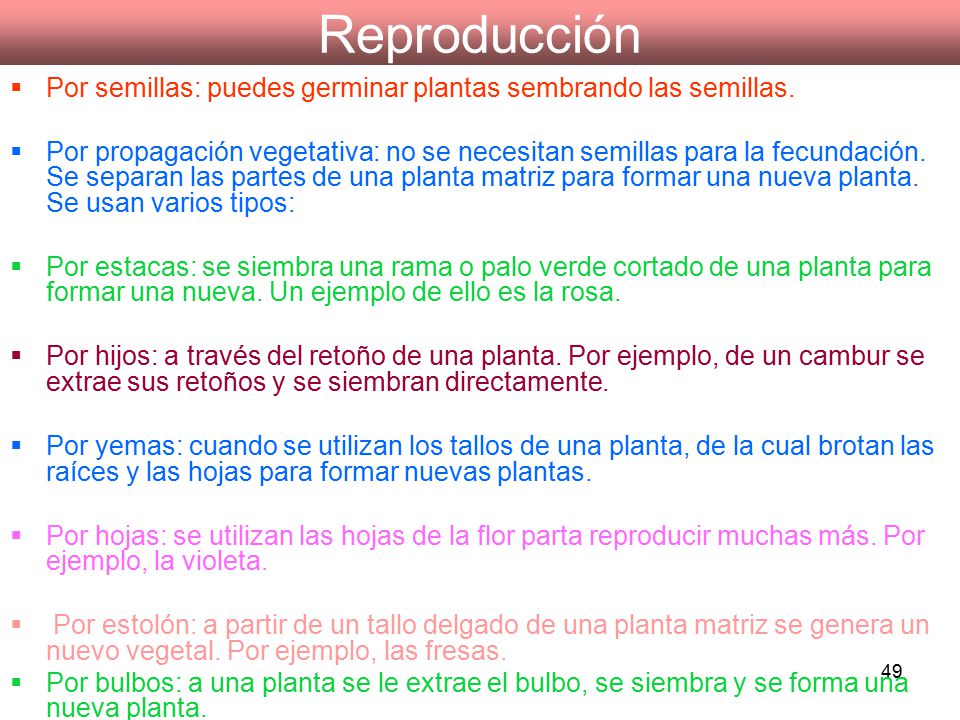 Reproducción Por semillas: puedes germinar plantas sembrando las semillas.