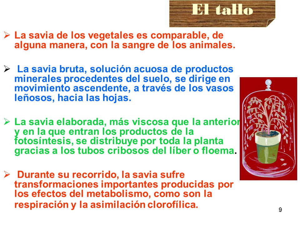 El tallo La savia de los vegetales es comparable, de alguna manera, con la sangre de los animales.