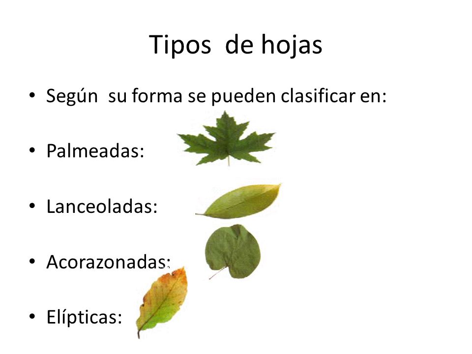 Tipos de hojas Según su forma se pueden clasificar en: Palmeadas: