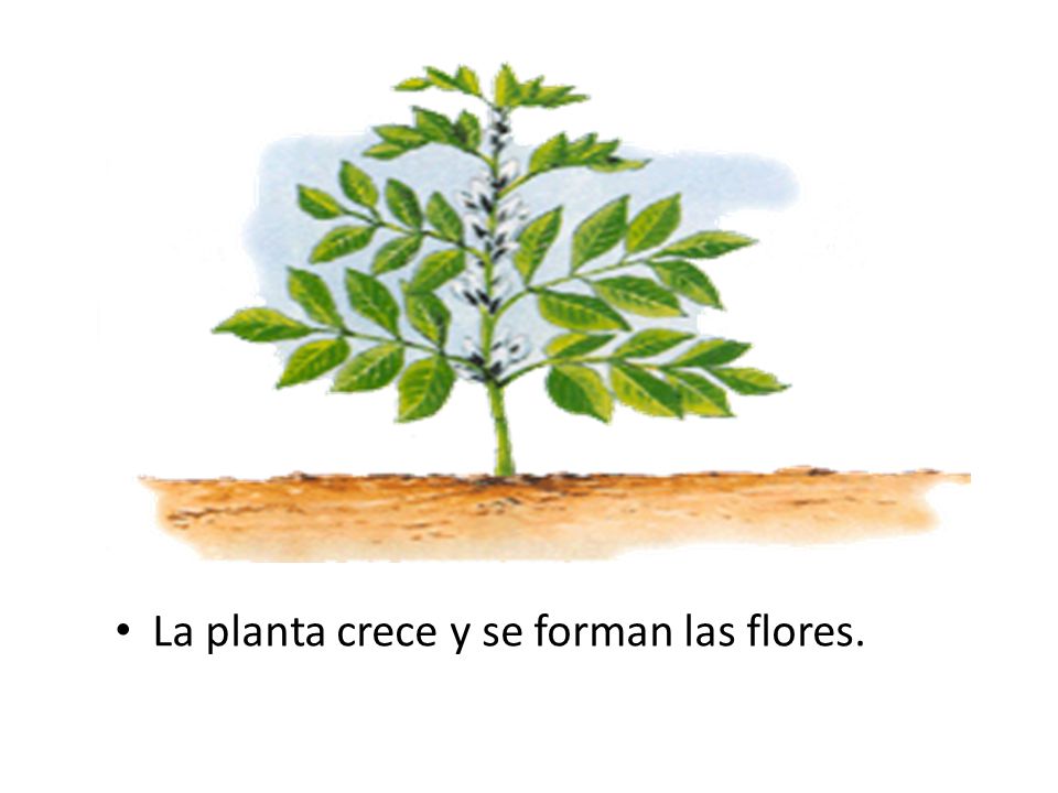 La planta crece y se forman las flores.