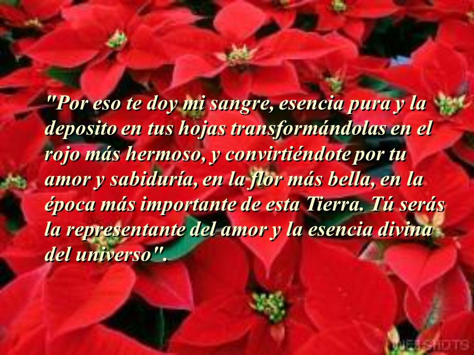 Por eso te doy mi sangre, esencia pura y la deposito en tus hojas transformándolas en el rojo más hermoso, y convirtiéndote por tu amor y sabiduría, en la flor más bella, en la época más importante de esta Tierra.