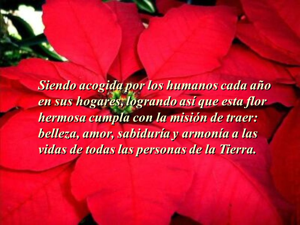 Siendo acogida por los humanos cada año en sus hogares, logrando así que esta flor hermosa cumpla con la misión de traer: belleza, amor, sabiduría y armonía a las vidas de todas las personas de la Tierra.