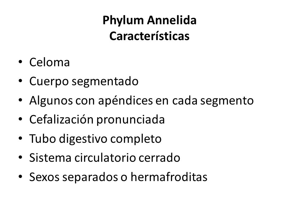 Filo aschelminthes caracteristicas - Boletales - Wikipedia