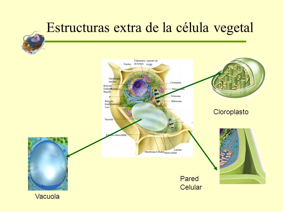 Estructuras extra de la célula vegetal