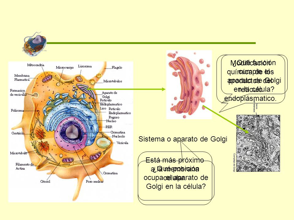 Modificación química de los productos del retículo endoplásmatico.