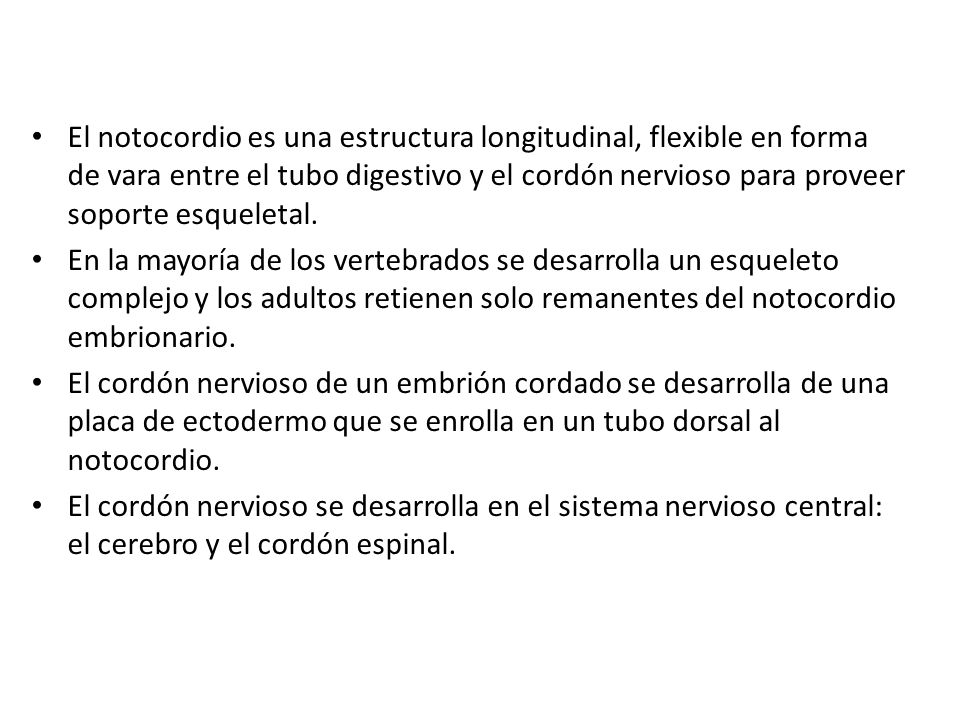 El notocordio es una estructura longitudinal, flexible en forma de vara entre el tubo digestivo y el cordón nervioso para proveer soporte esqueletal.