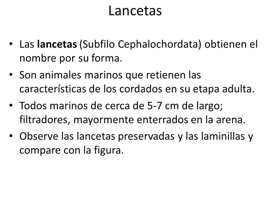 Lancetas Las lancetas (Subfilo Cephalochordata) obtienen el nombre por su forma.