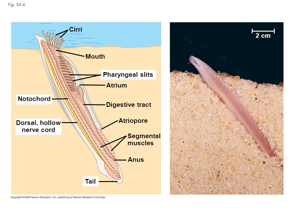 Cirri 2 cm Mouth Pharyngeal slits Atrium Notochord Digestive tract