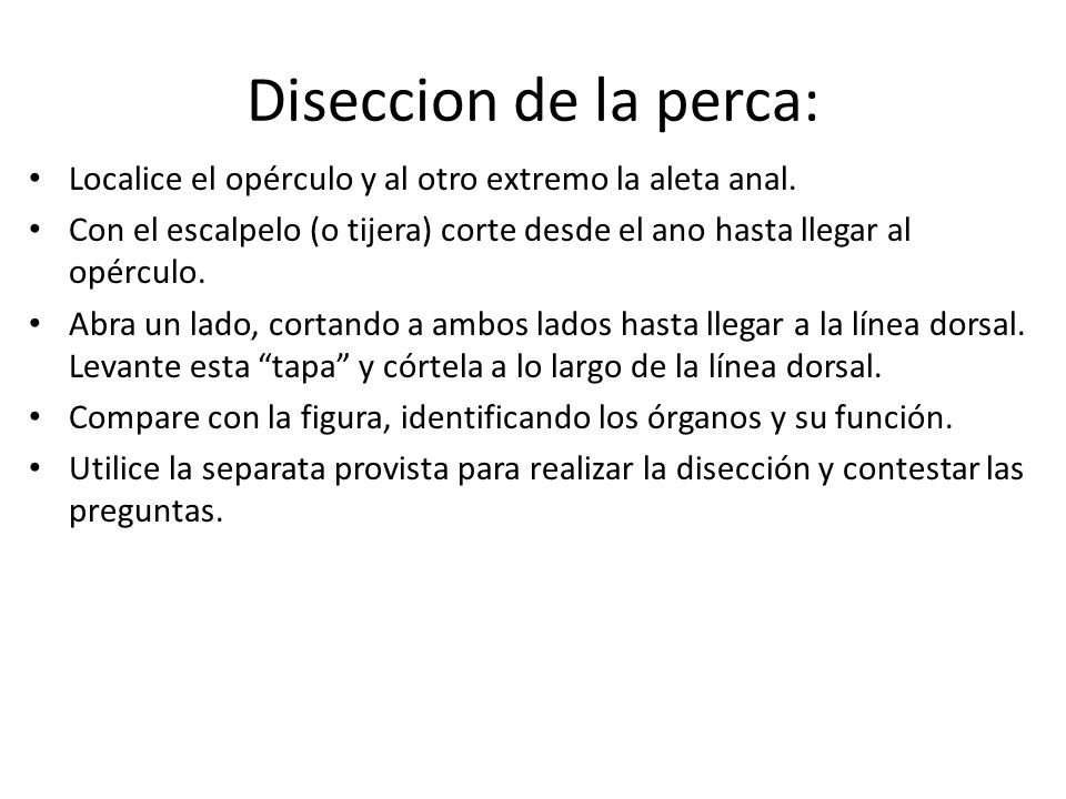 Diseccion de la perca: Localice el opérculo y al otro extremo la aleta anal.