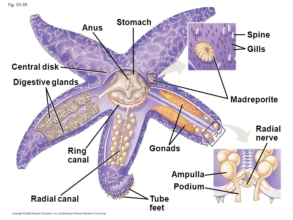Stomach Anus Spine Gills Central disk Digestive glands Madreporite