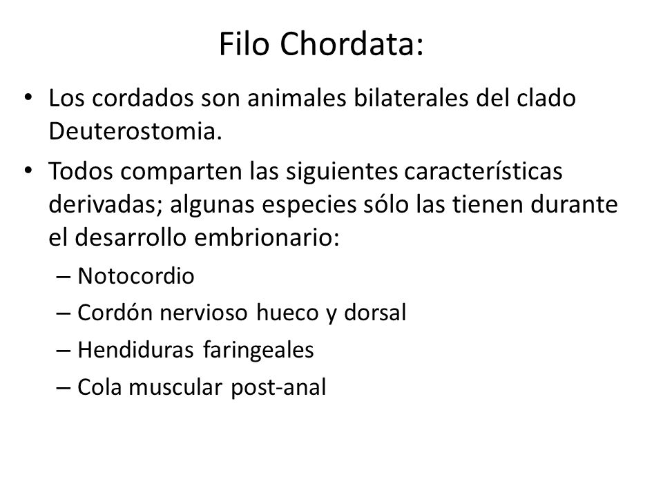 Filo Chordata: Los cordados son animales bilaterales del clado Deuterostomia.