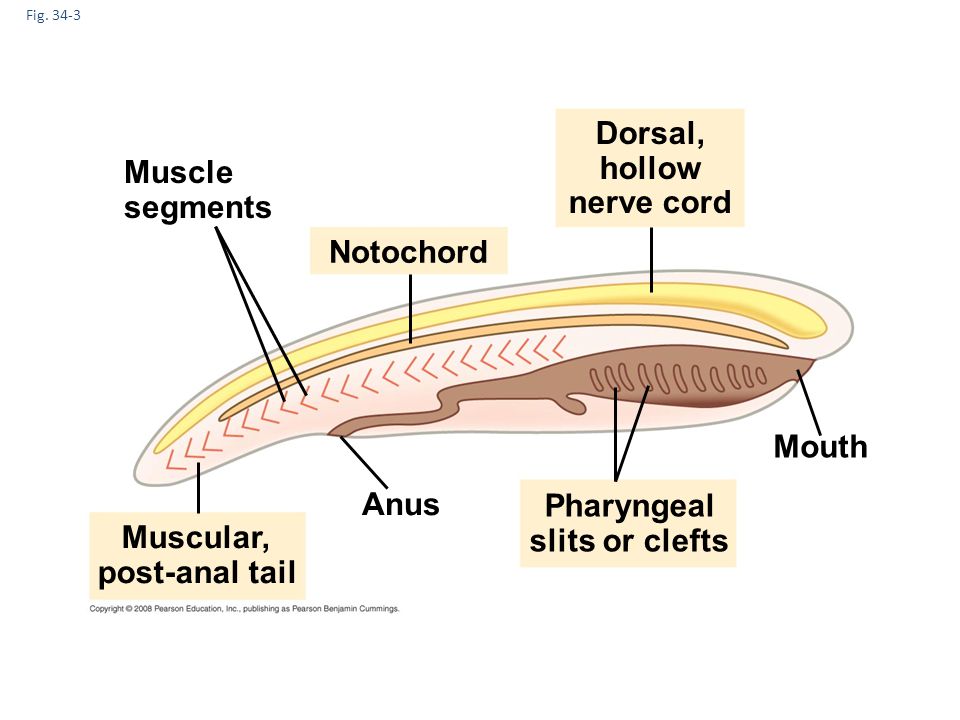 Dorsal, hollow nerve cord Pharyngeal slits or clefts Muscular,