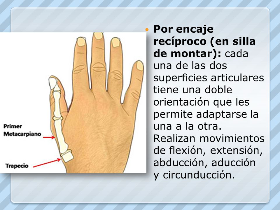 Por encaje recíproco (en silla de montar): cada una de las dos superficies articulares tiene una doble orientación que les permite adaptarse la una a la otra.