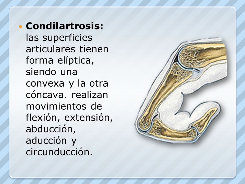 Condilartrosis: las superficies articulares tienen forma elíptica, siendo una convexa y la otra cóncava.