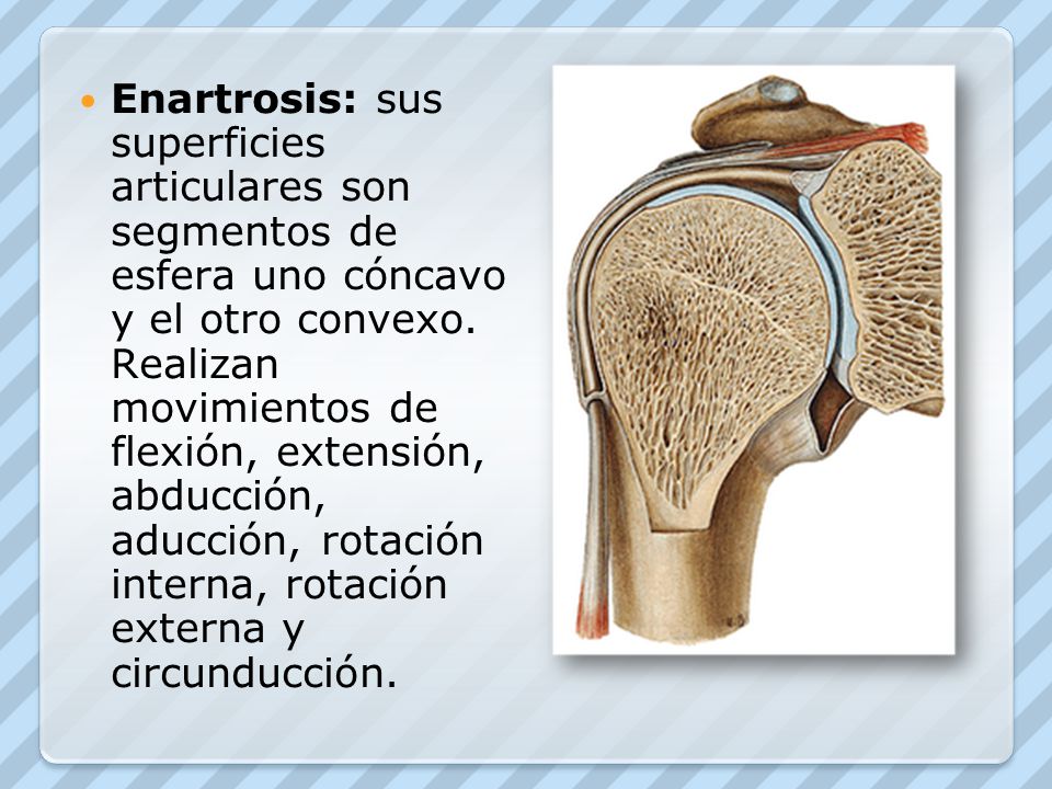 Enartrosis: sus superficies articulares son segmentos de esfera uno cóncavo y el otro convexo.