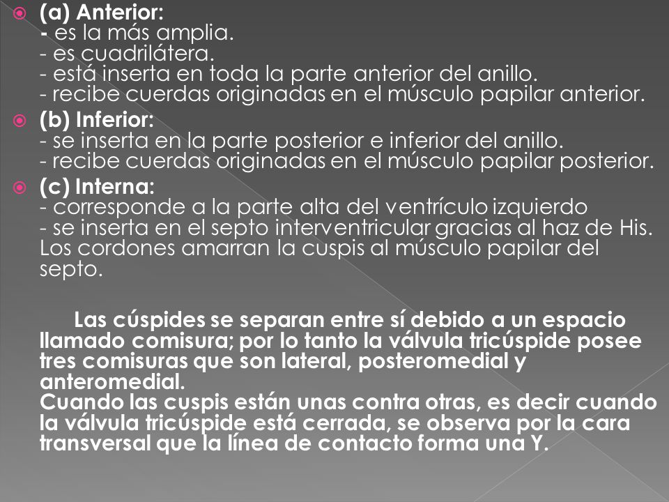 (a) Anterior: - es la más amplia. - es cuadrilátera