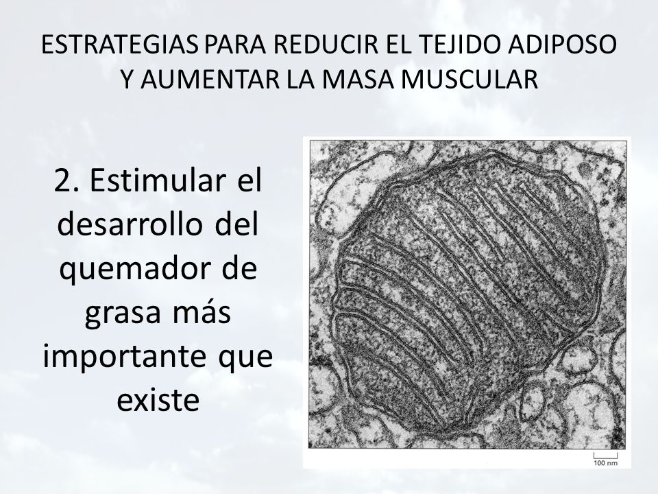 ESTRATEGIAS PARA REDUCIR EL TEJIDO ADIPOSO Y AUMENTAR LA MASA MUSCULAR