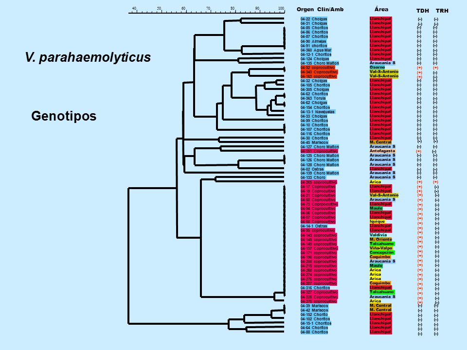 V. parahaemolyticus Genotipos Orgen Clin/Amb Área TDH TRH