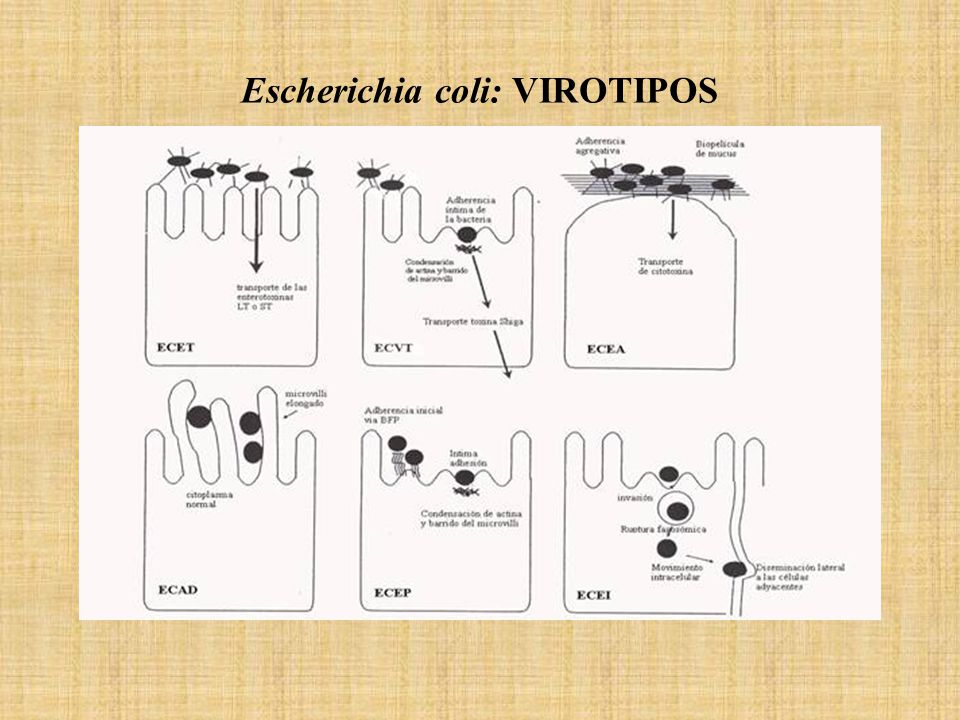 Escherichia coli: VIROTIPOS