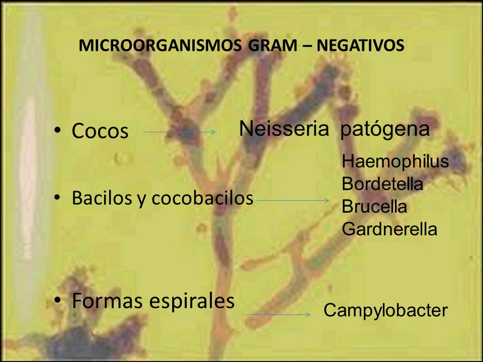 MICROORGANISMOS GRAM – NEGATIVOS