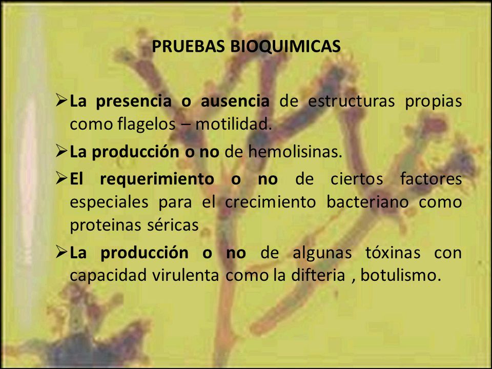 PRUEBAS BIOQUIMICAS La presencia o ausencia de estructuras propias como flagelos – motilidad. La producción o no de hemolisinas.