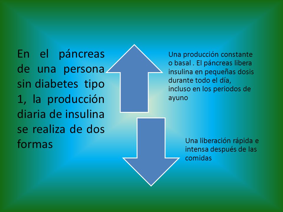 En el páncreas de una persona sin diabetes tipo 1, la producción diaria de insulina se realiza de dos formas