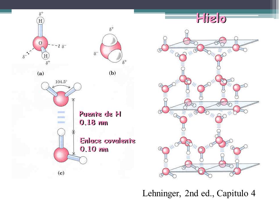 Hielo Lehninger, 2nd ed., Capitulo 4 Puente de H 0.18 nm
