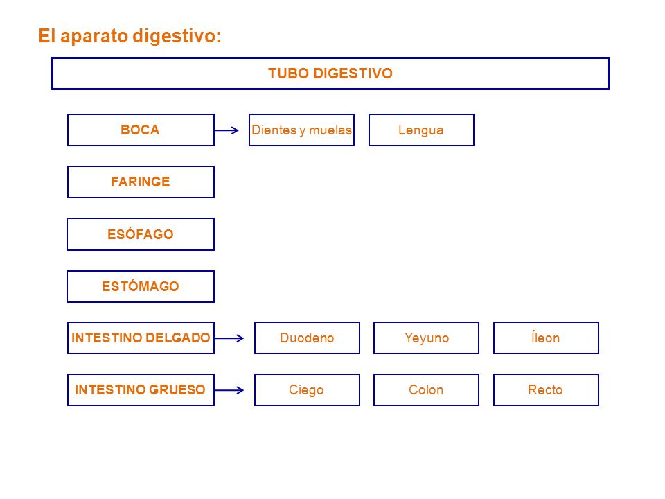 El aparato digestivo: TUBO DIGESTIVO BOCA Dientes y muelas Lengua