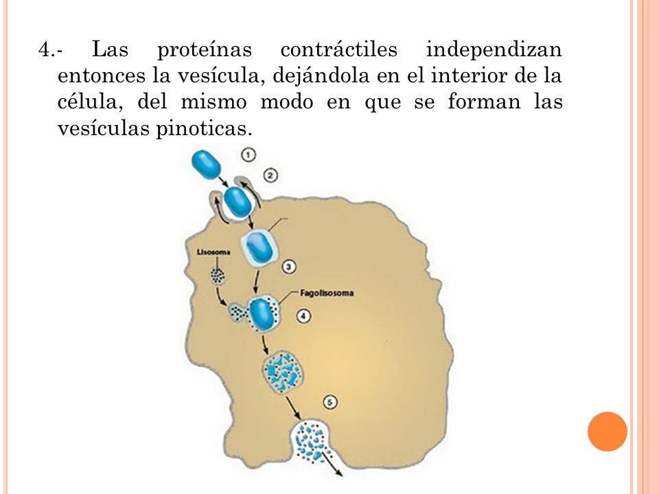 4.- Las proteínas contráctiles independizan entonces la vesícula, dejándola en el interior de la célula, del mismo modo en que se forman las vesículas pinoticas.