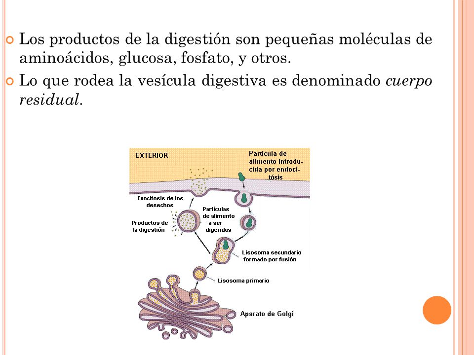 Los productos de la digestión son pequeñas moléculas de aminoácidos, glucosa, fosfato, y otros.