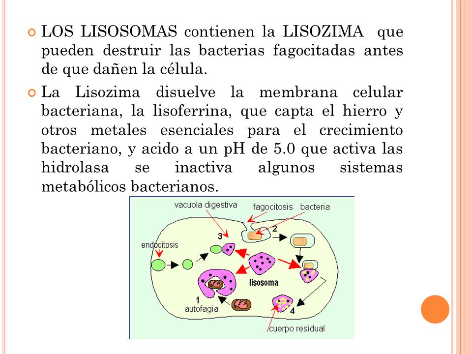 LOS LISOSOMAS contienen la LISOZIMA que pueden destruir las bacterias fagocitadas antes de que dañen la célula.