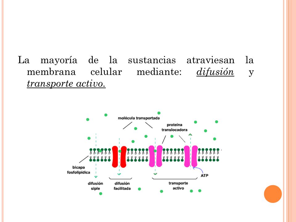 La mayoría de la sustancias atraviesan la membrana celular mediante: difusión y transporte activo.