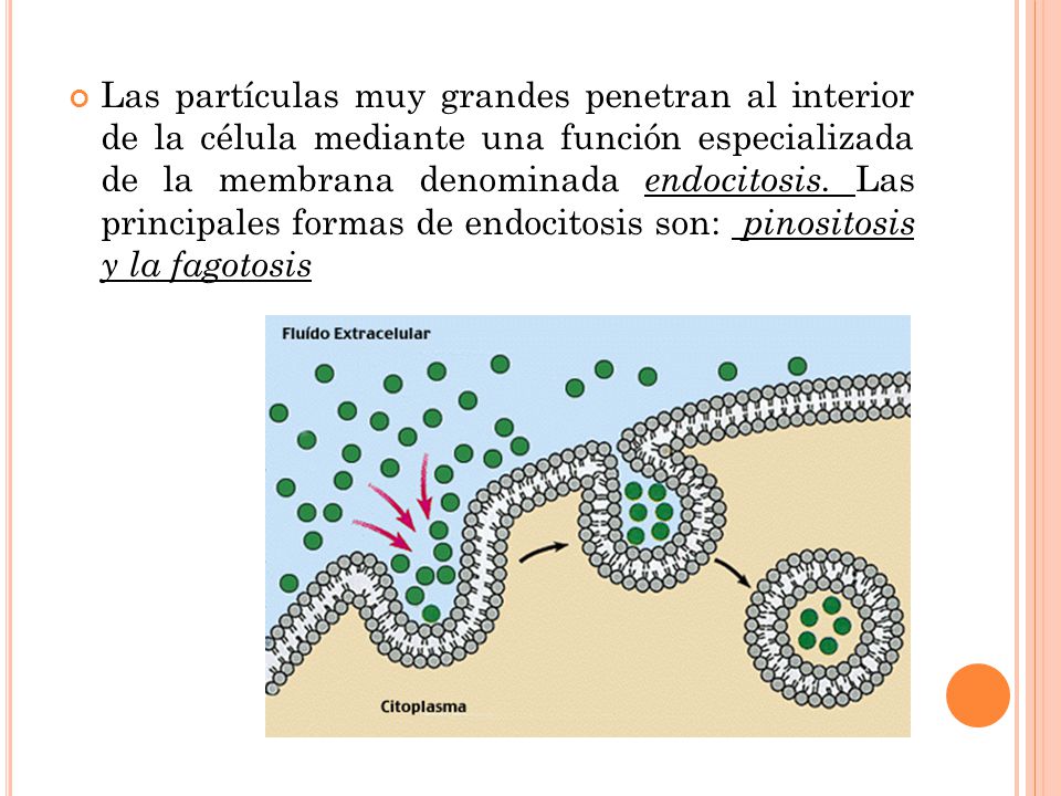 Las partículas muy grandes penetran al interior de la célula mediante una función especializada de la membrana denominada endocitosis.