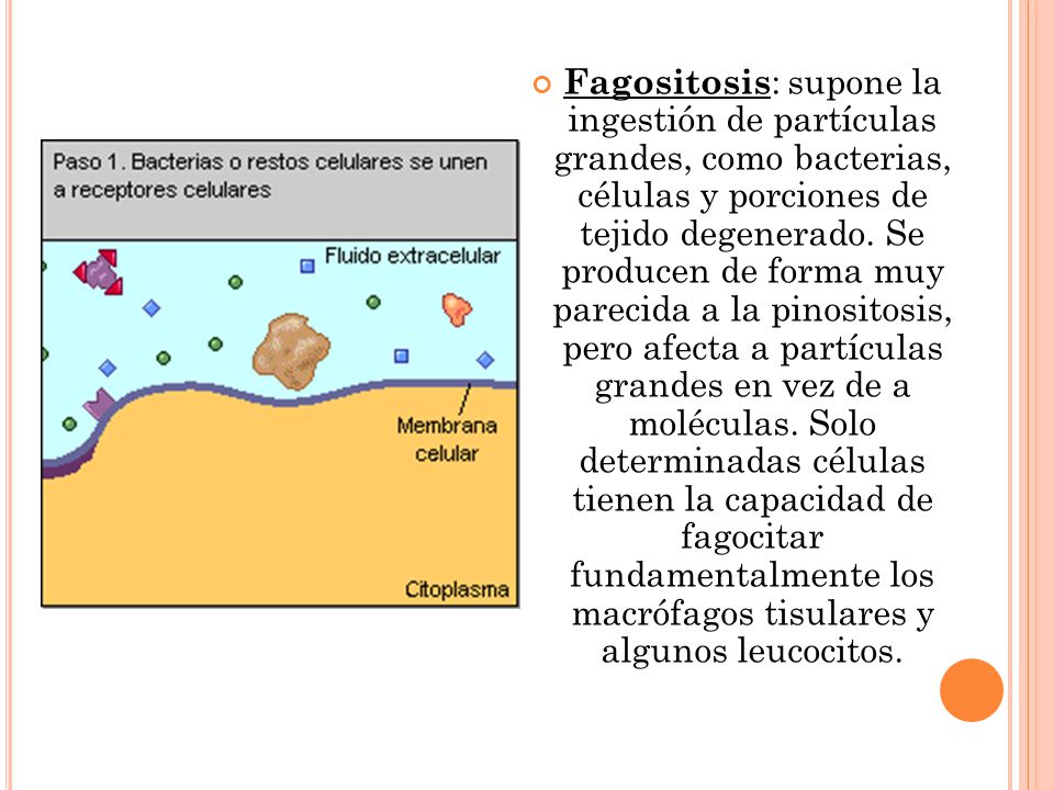 Fagositosis: supone la ingestión de partículas grandes, como bacterias, células y porciones de tejido degenerado.