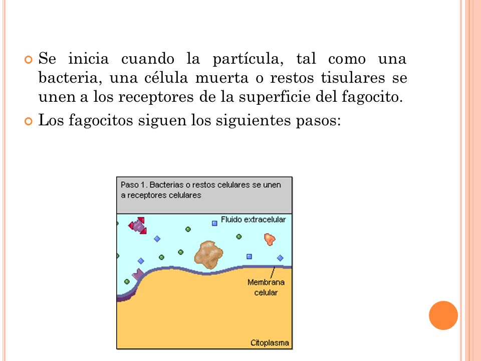 Se inicia cuando la partícula, tal como una bacteria, una célula muerta o restos tisulares se unen a los receptores de la superficie del fagocito.