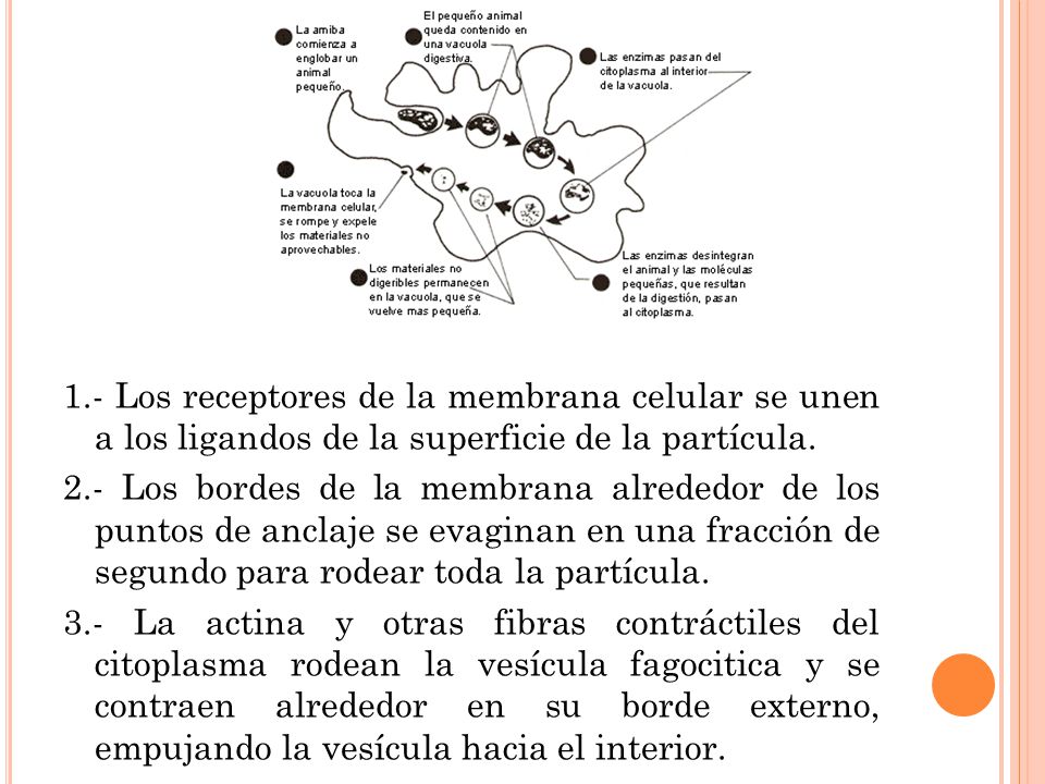 1.- Los receptores de la membrana celular se unen a los ligandos de la superficie de la partícula.