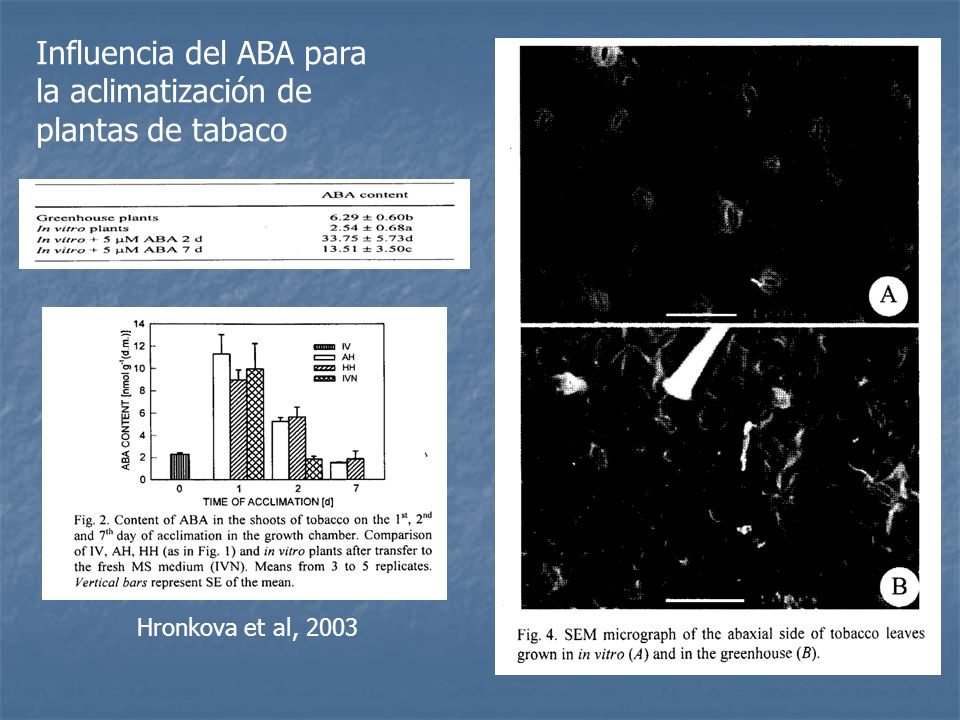 Influencia del ABA para la aclimatización de plantas de tabaco