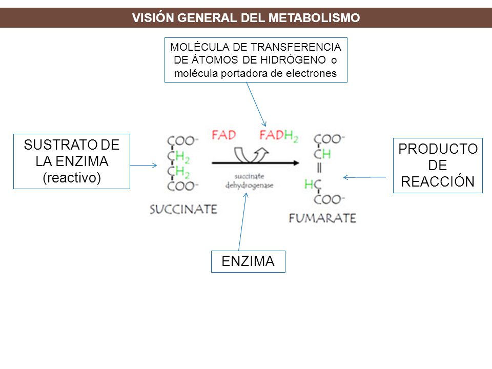 VISIÓN GENERAL DEL METABOLISMO
