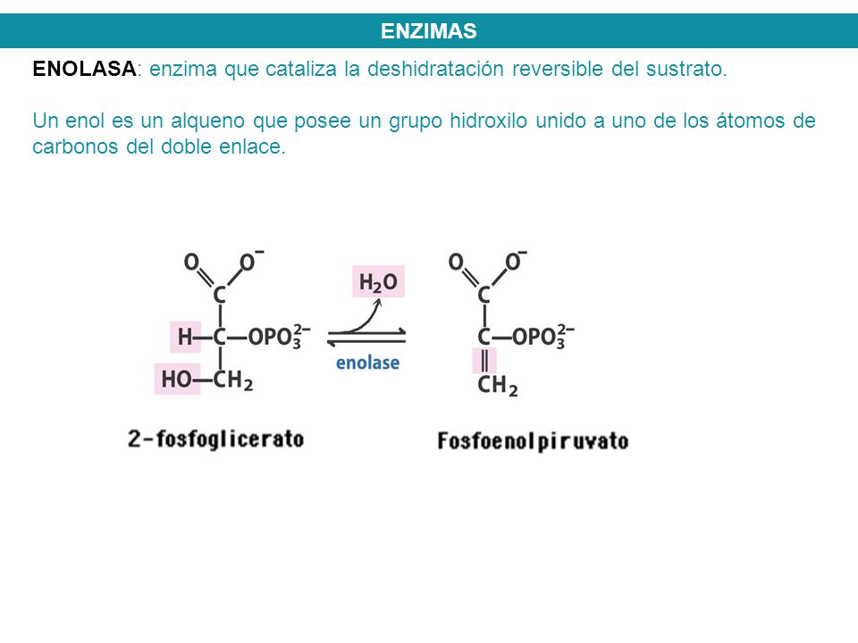 ENZIMAS ENOLASA: enzima que cataliza la deshidratación reversible del sustrato.