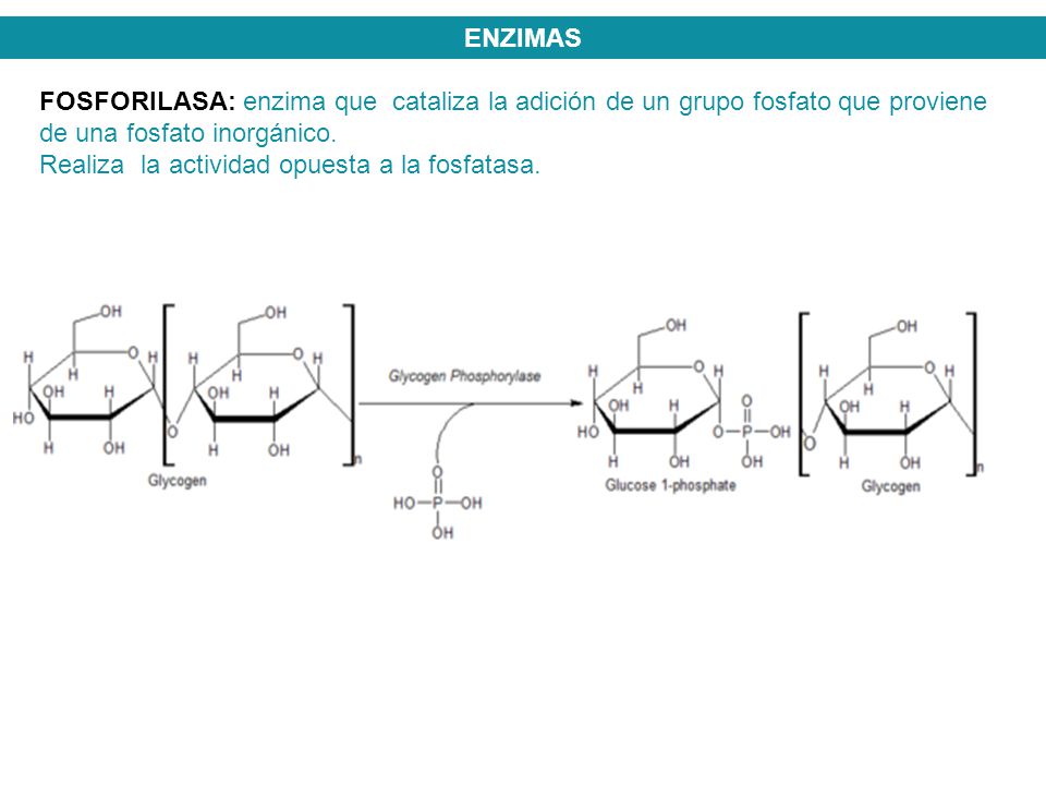 ENZIMAS FOSFORILASA: enzima que cataliza la adición de un grupo fosfato que proviene de una fosfato inorgánico.