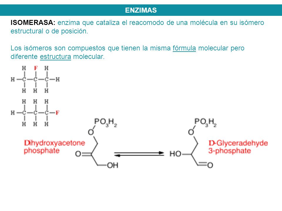 ENZIMAS ISOMERASA: enzima que cataliza el reacomodo de una molécula en su isómero estructural o de posición.