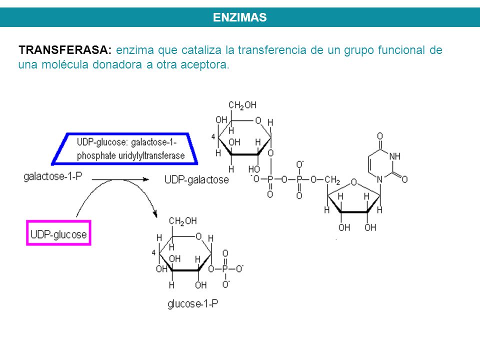 ENZIMAS TRANSFERASA: enzima que cataliza la transferencia de un grupo funcional de una molécula donadora a otra aceptora.