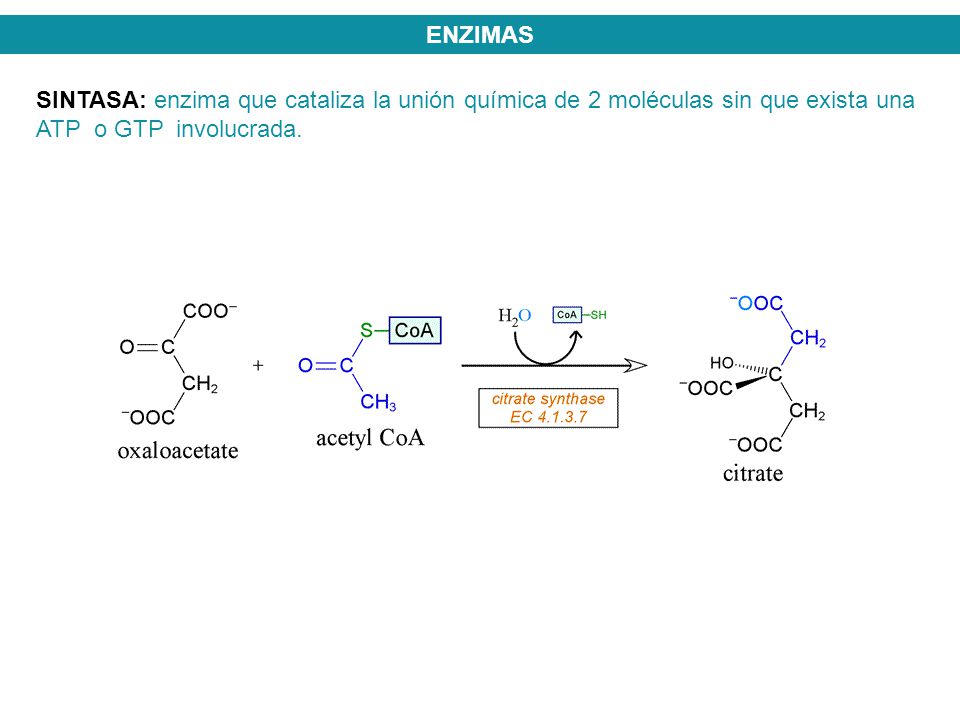 ENZIMAS SINTASA: enzima que cataliza la unión química de 2 moléculas sin que exista una ATP o GTP involucrada.