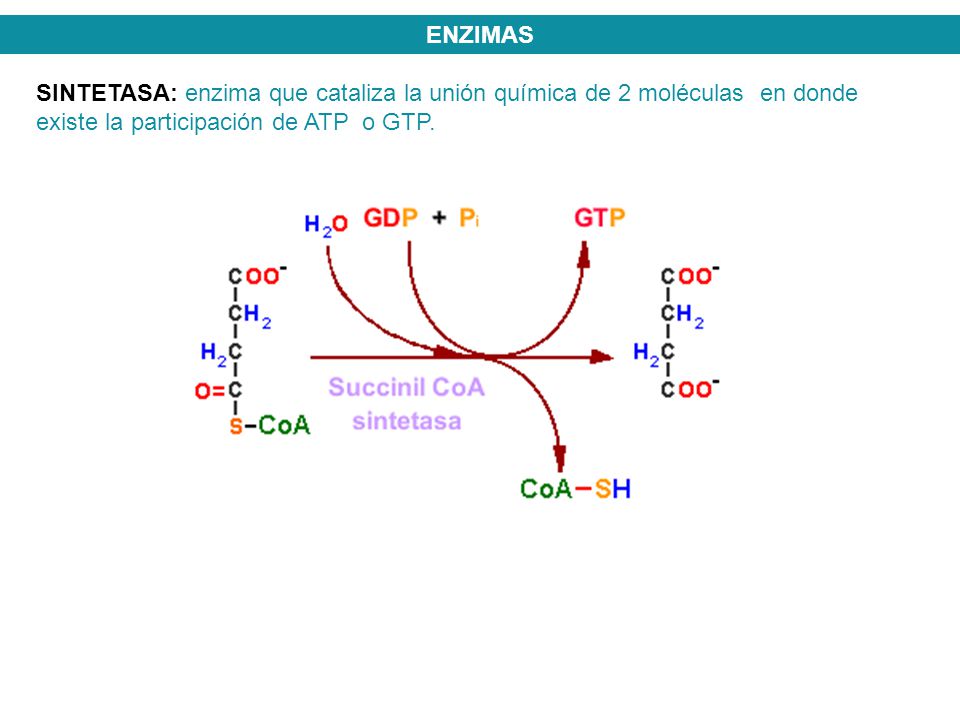 ENZIMAS SINTETASA: enzima que cataliza la unión química de 2 moléculas en donde existe la participación de ATP o GTP.