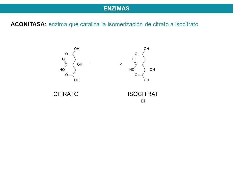 ENZIMAS ACONITASA: enzima que cataliza la isomerización de citrato a isocitrato CITRATO ISOCITRATO