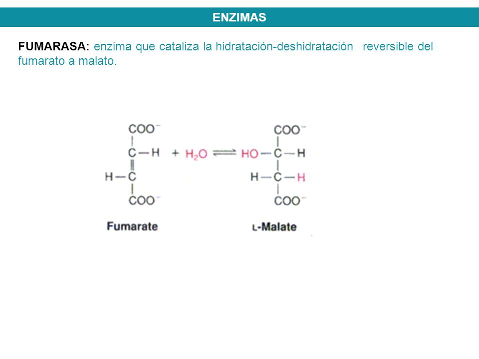 ENZIMAS FUMARASA: enzima que cataliza la hidratación-deshidratación reversible del fumarato a malato.