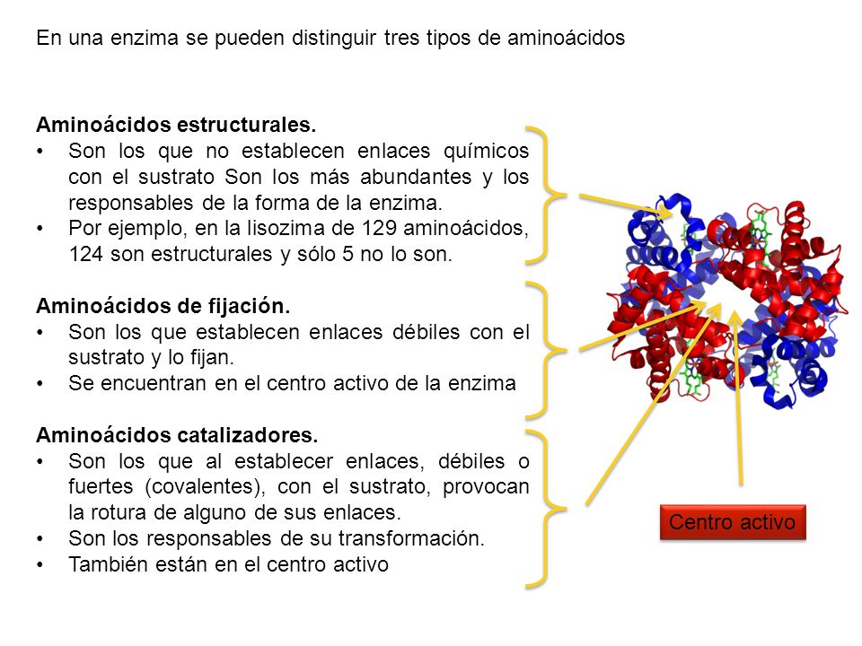 En una enzima se pueden distinguir tres tipos de aminoácidos
