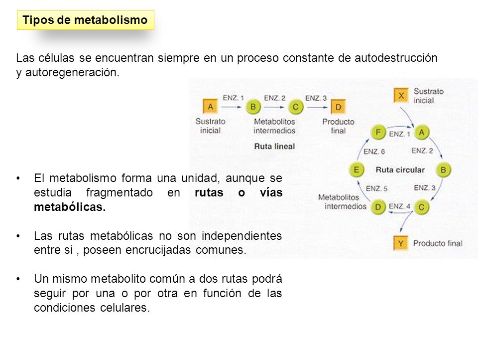 Tipos de metabolismo Las células se encuentran siempre en un proceso constante de autodestrucción y autoregeneración.